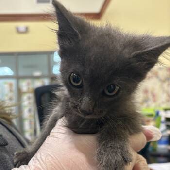 Rescue Domestic Medium Hair Cats for Adoption in Lynchburg, Virginia - Randall | PetCurious