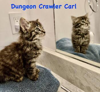 Dungeon Crawler Carl -  Domestic Long Hair Cat for Adoption in Reston, Virginia - Dungeon Crawler Carl | PetCurious
