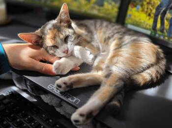 Domestic Short Hair Cats Available for Adoption in Wilmington, North Carolina - Tinsel | PetCurious