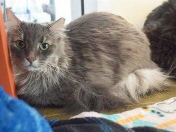 PEPPER -  Domestic Medium Hair Cat for Adoption in Sacramento, California - PEPPER | PetCurious
