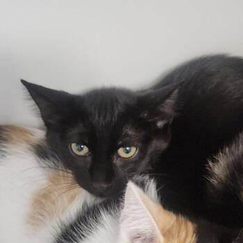 Hunter -  Domestic Short Hair Cat for Adoption in Kingman, Arizona - Hunter | PetCurious