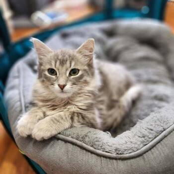 Domestic Long Hair Cats Available for Adoption - Floofington (bonded To Fluffabelle) | PetCurious