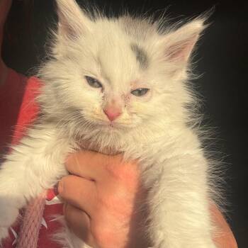 Domestic Medium Hair Cats Available for Adoption in Evansville, Indiana - Frank Gallagher | PetCurious