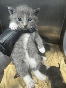 Barrel Jeans -  Domestic Short Hair Cat for Adoption in West Chester, Pennsylvania - Barrel Jeans | PetCurious