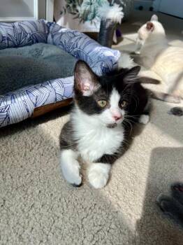 Della26 -  Domestic Medium Hair Cat for Adoption in Youngsville, North Carolina - Della26 | PetCurious