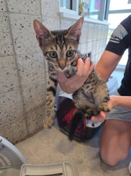 Ryder -  Domestic Short Hair Cat for Adoption in Bossier City, Louisiana - Ryder | PetCurious