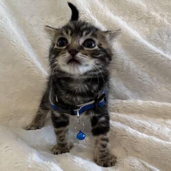 Rescue Domestic Short Hair Cats for Adoption in Columbus, Ohio - Arlo | PetCurious