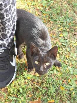 Rescue Domestic Short Hair Cats for Adoption in Auburn, Indiana - Gospel | PetCurious