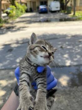 Rescue Domestic Long Hair Cats for Adoption in Doral, Florida - OREO | PetCurious