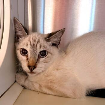 Cotton Candy -  Domestic Short Hair Cat for Adoption in Norman, Oklahoma - Cotton Candy | PetCurious