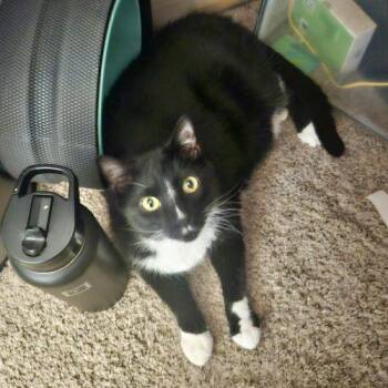 Ozzie -  Tuxedo and Domestic Short Hair Cat for Adoption in Knoxville, Tennessee - Ozzie | PetCurious