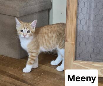 Meeny -  Domestic Short Hair Cat for Adoption in Massillon, Ohio - Meeny | PetCurious