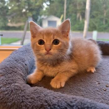 Butters -  Domestic Short Hair Cat for Adoption in Springfield, Missouri - Butters | PetCurious