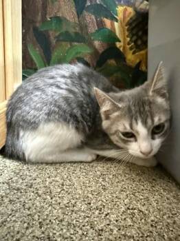 LouAnn -  Domestic Short Hair Cat for Adoption in Harbor Springs, Michigan - LouAnn | PetCurious