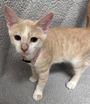 Meadow -  Domestic Short Hair Cat for Adoption in Madison, Georgia - Meadow | PetCurious