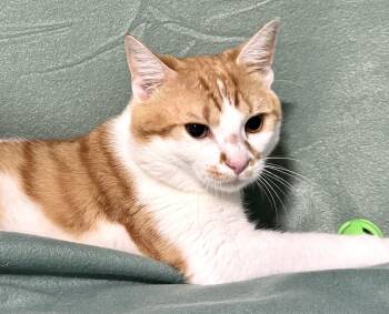 Rescue Domestic Short Hair Cats for Adoption in Beech Bottom, West Virginia - BANKS | PetCurious