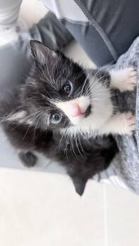 Domestic Short Hair Cats Available for Adoption - Fancy Feast | PetCurious