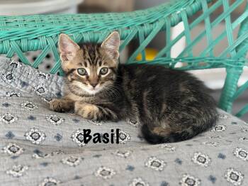 Basil  -  Domestic Short Hair Cat Available for Adoption in Oak Bluffs, Massachusetts - Basil  | PetCurious