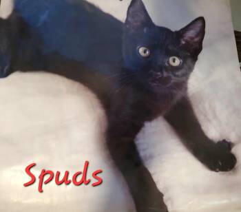 Rescue Domestic Short Hair Cats for Adoption in Jacksonville, Florida - Spuds =^.^= | PetCurious