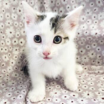 Razz -  Domestic Short Hair Cat Available for Adoption in Mt. Juliet, Tennessee - Razz | PetCurious