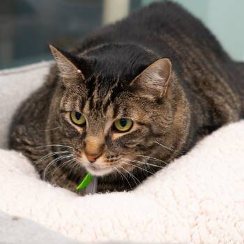George "Larry" -  Domestic Short Hair and Mixed Breed Cat for Adoption in Lakewood, Colorado - George "Larry" | PetCurious