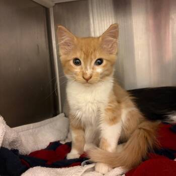 Maya -  Domestic Long Hair Cat for Adoption in Council Bluffs, Iowa - Maya | PetCurious