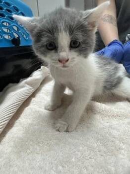 Domestic Short Hair Cats Available for Adoption in Sacramento, California - Strawberry Shortcake | PetCurious