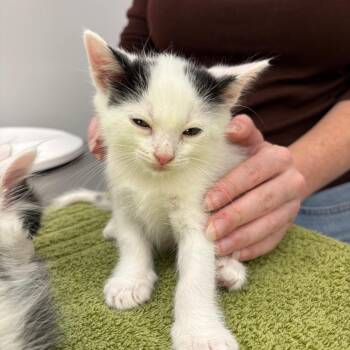 3 Dots -  Domestic Short Hair Cat for Adoption in Winston-salem, North Carolina - 3 Dots | PetCurious