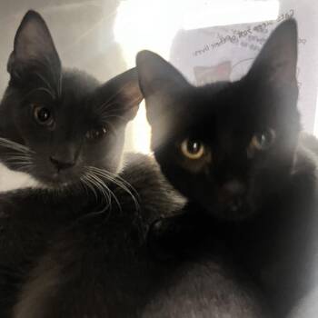 Moriarty -  Domestic Short Hair Cat for Adoption in Glenwood Springs, Colorado - Moriarty | PetCurious