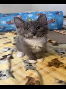 Rescue Domestic Short Hair Cats for Adoption in Sacramento, California - FLINT | PetCurious