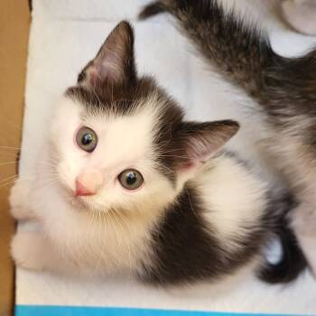 Rescue Domestic Short Hair Cats for Adoption in Carroll, Iowa - Harry Potter | PetCurious