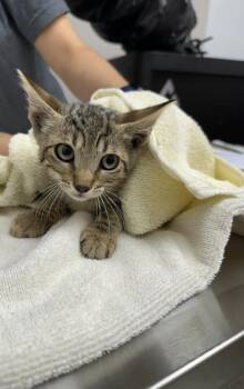Huck Finn -  Domestic Short Hair Cat for Adoption in Sacramento, California - Huck Finn | PetCurious