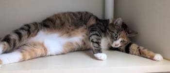 Bethany -  Domestic Short Hair Cat for Adoption in Fairfax, Virginia - Bethany | PetCurious