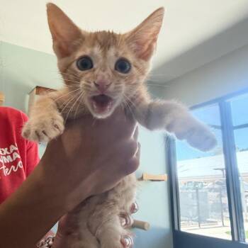 Oak -  Domestic Short Hair Cat for Adoption in Leander, Texas - Oak | PetCurious