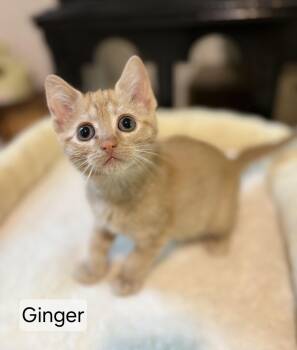 Ginger -  Domestic Short Hair Cat for Adoption in Aurora, Nebraska - Ginger | PetCurious