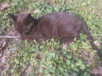Carlos -  Domestic Short Hair Cat for Adoption in Cromwell, Kentucky - Carlos | PetCurious
