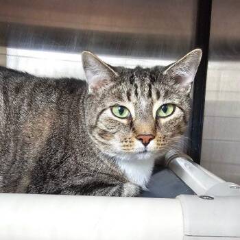 Nick 3640 C -  Domestic Short Hair Cat for Adoption in Frankfort, Kentucky - Nick 3640 C | PetCurious