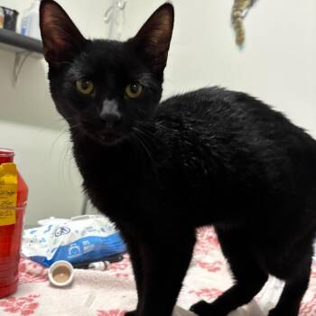 Trailor Park Tom -  Domestic Short Hair Cat for Adoption in York, Pennsylvania - Trailor Park Tom | PetCurious