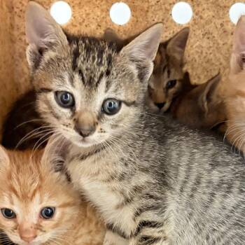 Domestic Short Hair Cats Available for Adoption in Philadelphia, Pennsylvania - Brooklyn | PetCurious