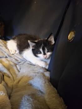Badger Silver -  Domestic Short Hair Cat for Adoption in West Peoria, Illinois - Badger Silver | PetCurious