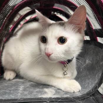 Snow -  Domestic Short Hair Cat for Adoption in Philadelphia, Pennsylvania - Snow | PetCurious
