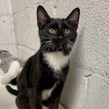 Rescue Domestic Short Hair Cats for Adoption in Beacon, New York - Jimmy | PetCurious