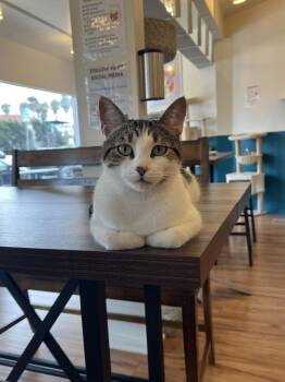 Rescue Domestic Short Hair Cats for Adoption in San Diego, California - Buttered Popcorn | PetCurious