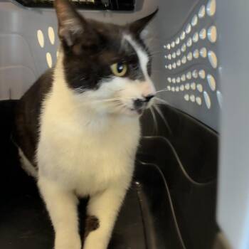 Tux -  Domestic Short Hair Cat Available for Adoption in Morganfield, Kentucky - Tux | PetCurious