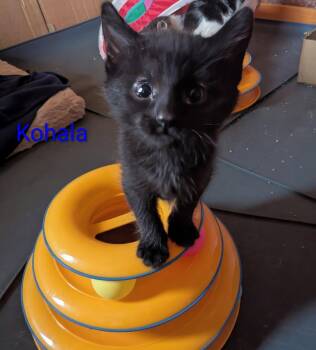 KOLALA -  American Shorthair Cat for Adoption in Pinedale, Wyoming - KOLALA | PetCurious