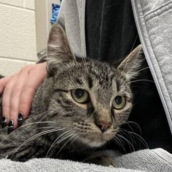 QT -  Domestic Short Hair Cat for Adoption in Murray, Utah - QT | PetCurious