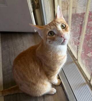 Rescue Domestic Short Hair Cats for Adoption in Folsom, California - Machu - Home To Home | PetCurious