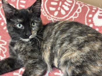 Rescue Tortoiseshell Cats for Adoption in Chicago, Illinois - Pinecone | PetCurious