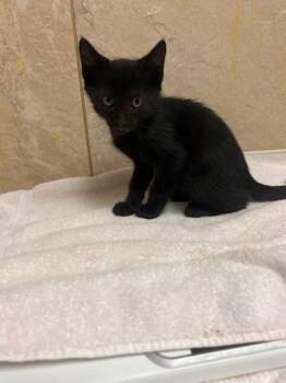 Bruno -  Domestic Short Hair Cat for Adoption in Honolulu, Hawaii - Bruno | PetCurious