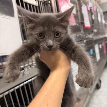 Mitts -  Domestic Medium Hair Cat for Adoption in Port Charlotte, Florida - Mitts | PetCurious